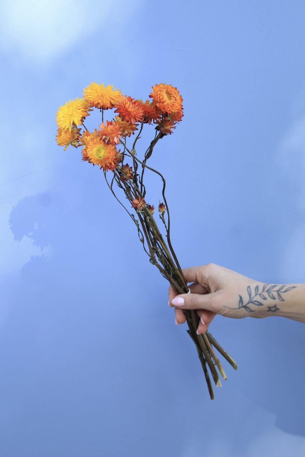 Flores Secas- Helicriso Naranjo-0