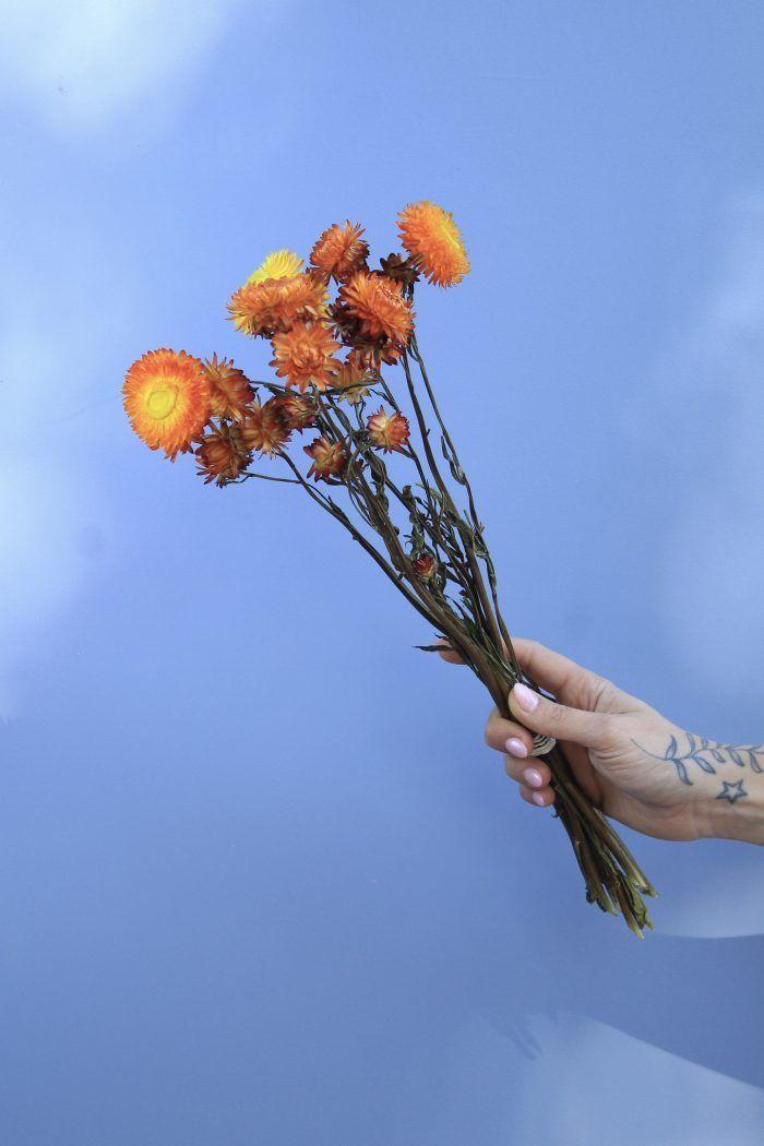 Flores Secas- Helicriso Naranjo-1