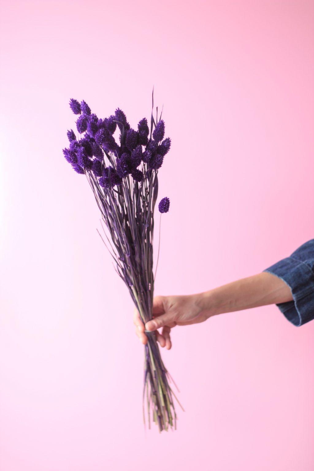 Flores secas- Phalaris Morado -0