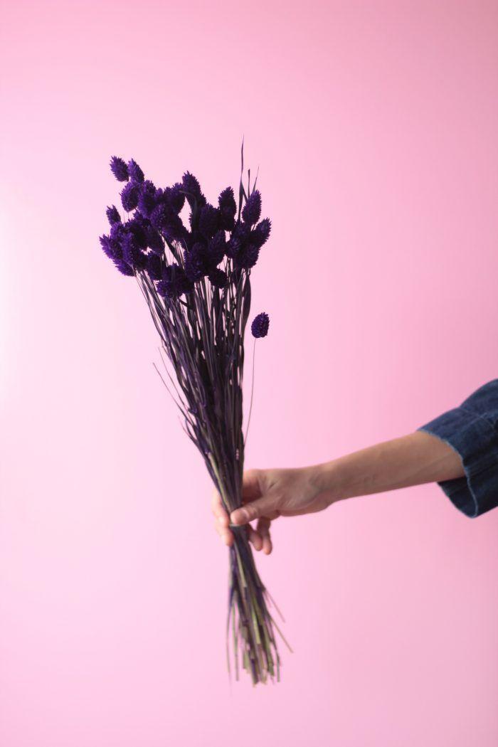 Flores secas- Phalaris Morado -1