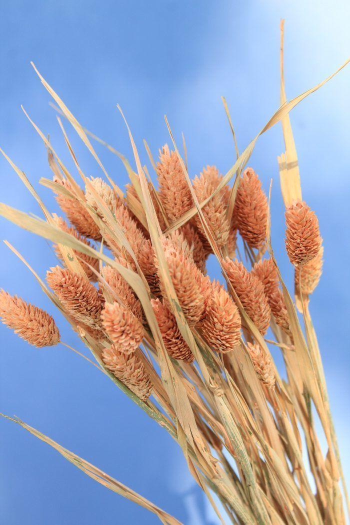 Flores secas-Phalaris Coral-1