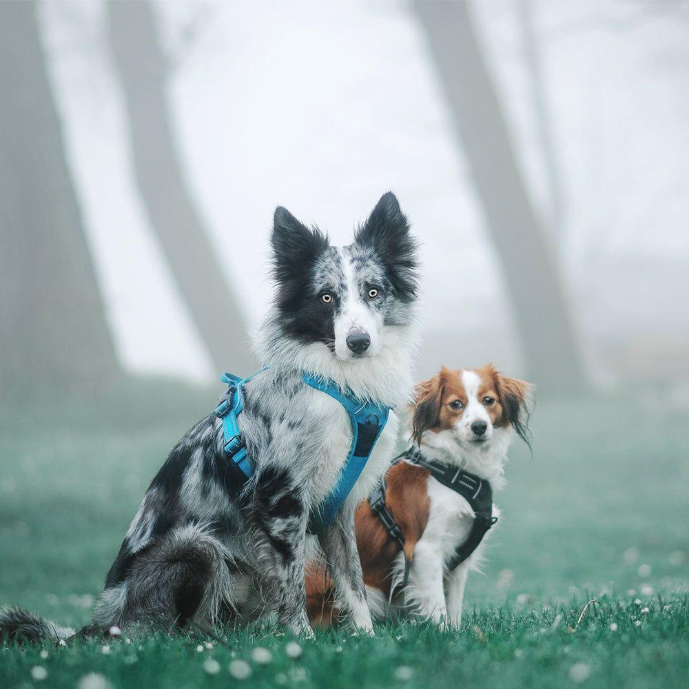 Arnés Antitirones Táctico Para Perros Reflectante Truelove Azul Royal Talla L-2