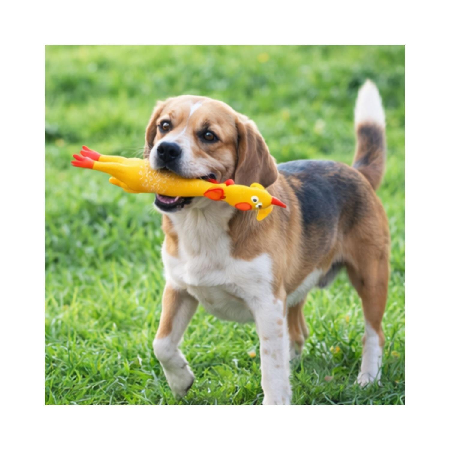 Juguete Perro Pollo Chillón L 41 cm Resistente-3