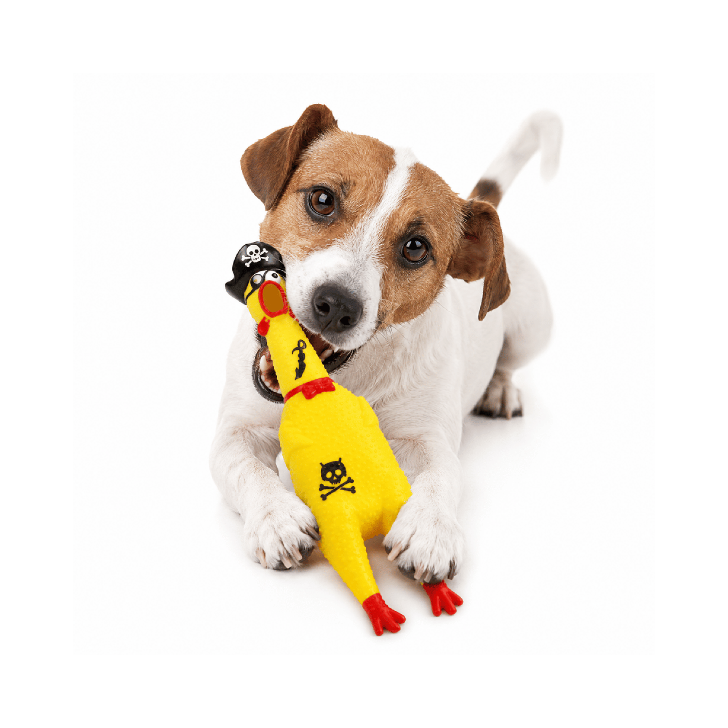 Pollo Chillón Pirata Juguete Perro Con Sonido 30x7-0