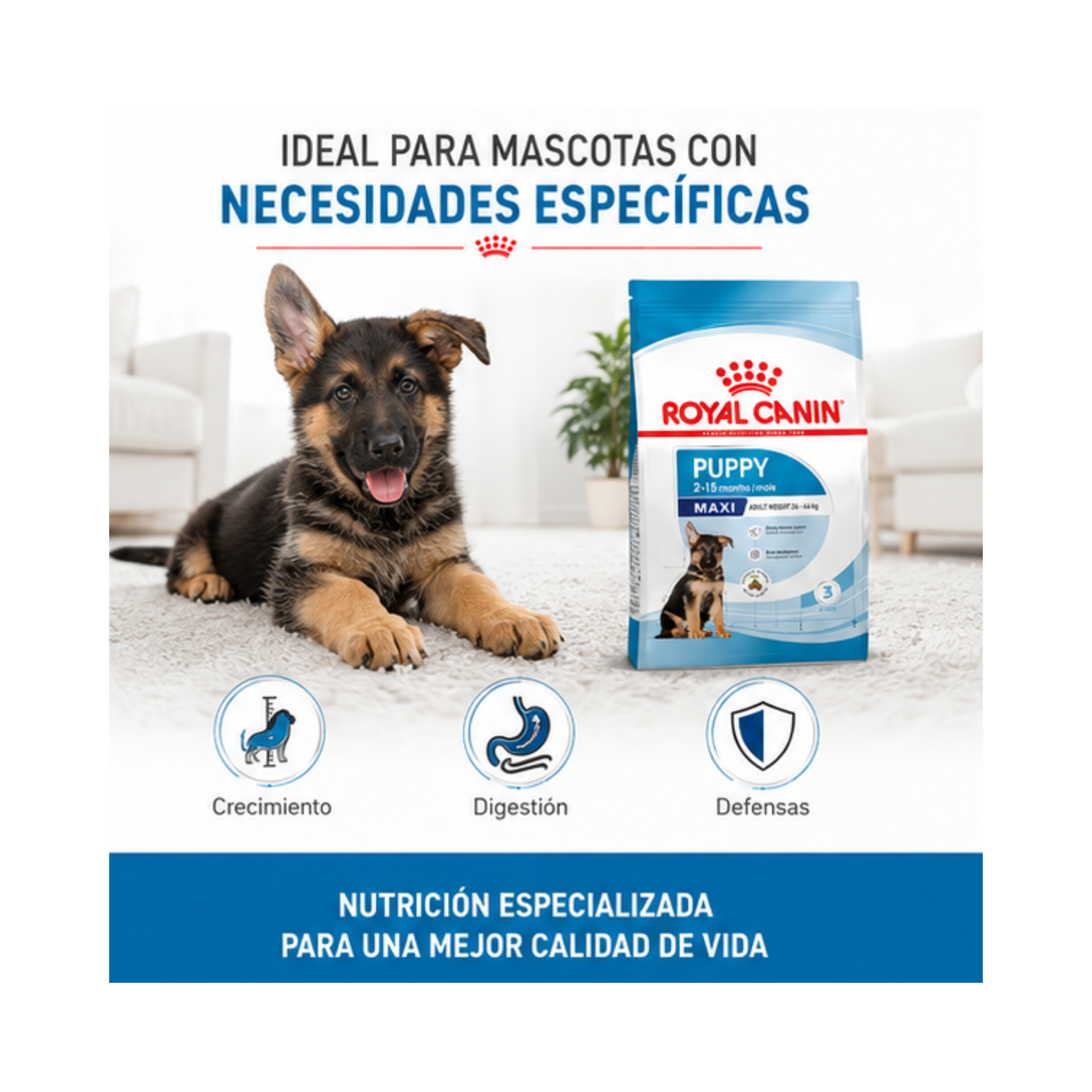 Alimento Royal Canin MAXI PUPPY 12KG-4