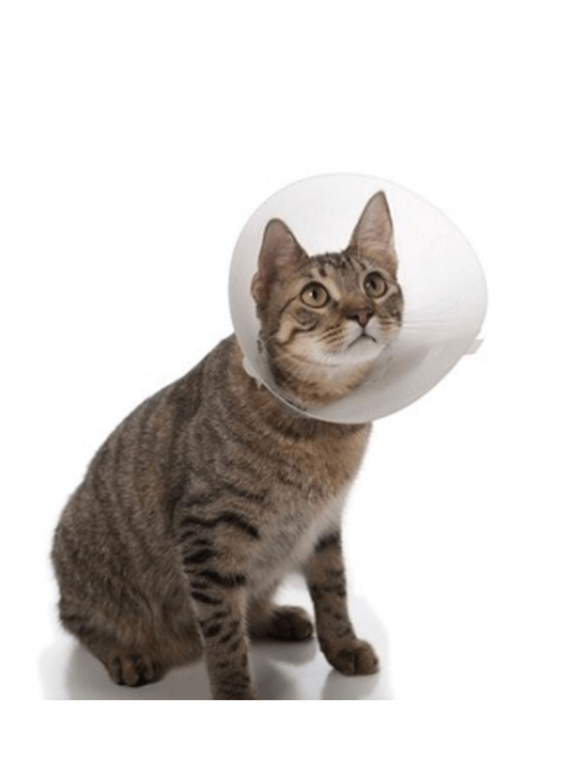 Collar Isabelino Para Mascotas Buster Classic 7,5 Cm-2