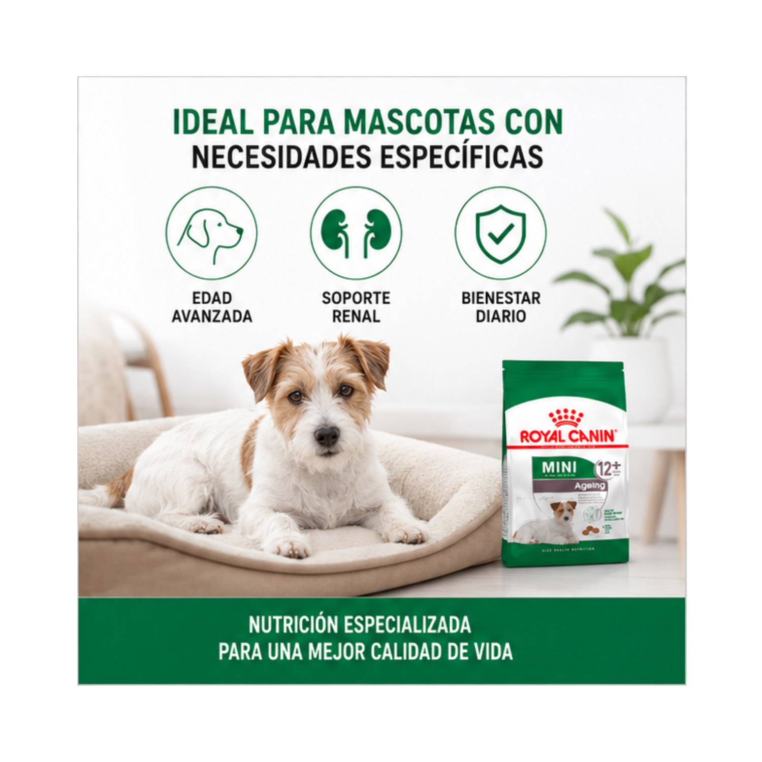 Royal Canin Para Perro Mini Ageing 12+ 3kg-4
