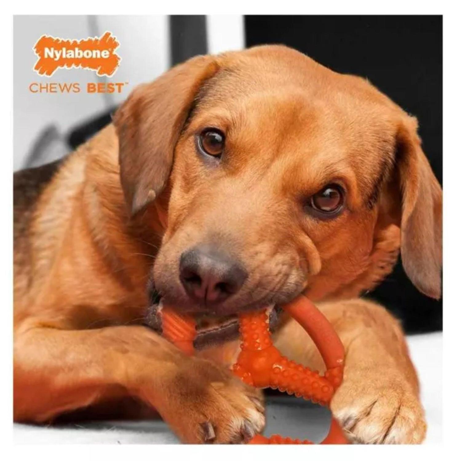 Juguete Para Perros Anillo Oval Flexible Talla M Nylabone-2