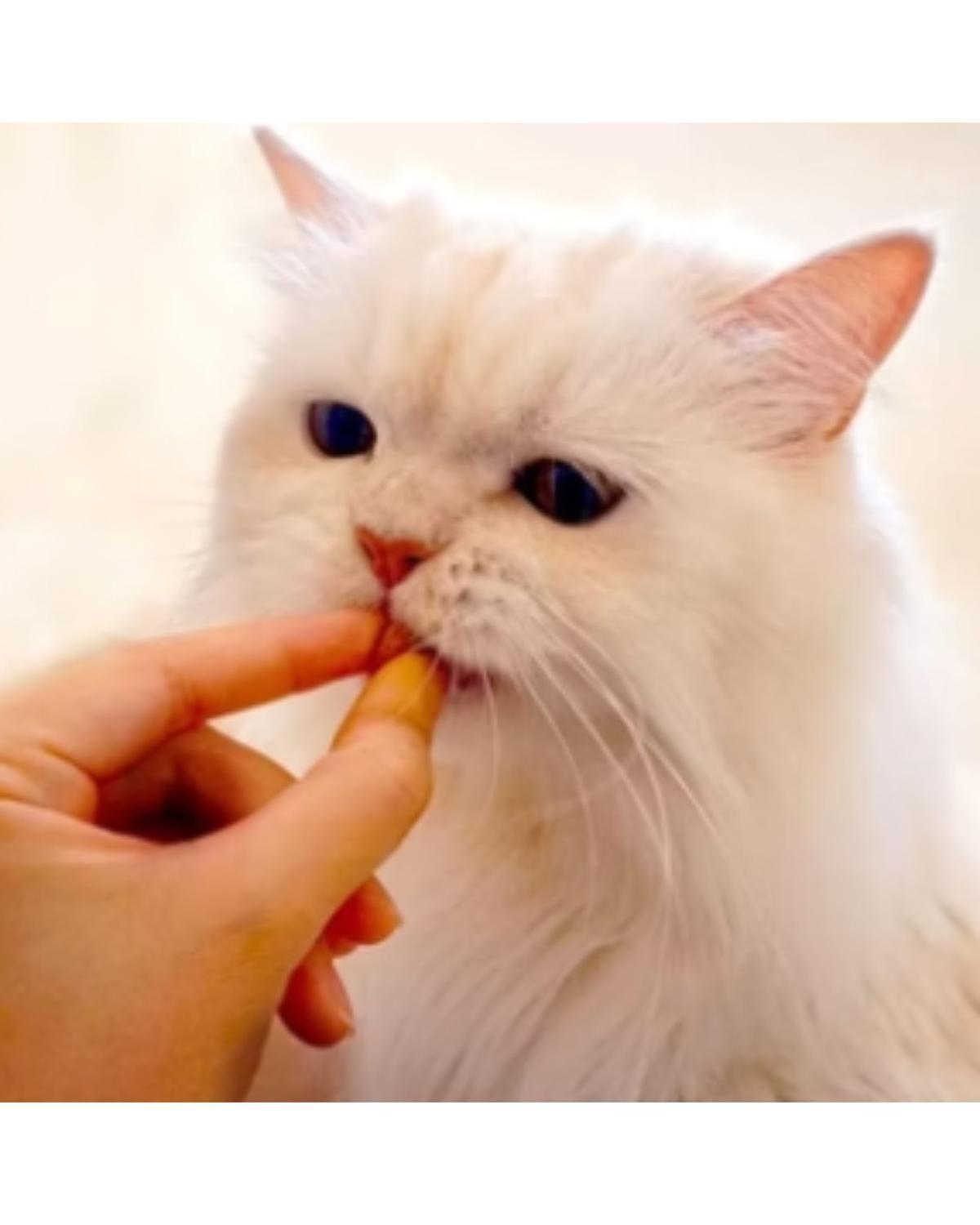 Churu Fun Bites Cat Pollo 20g x3 | Snack Cremoso Gato-4