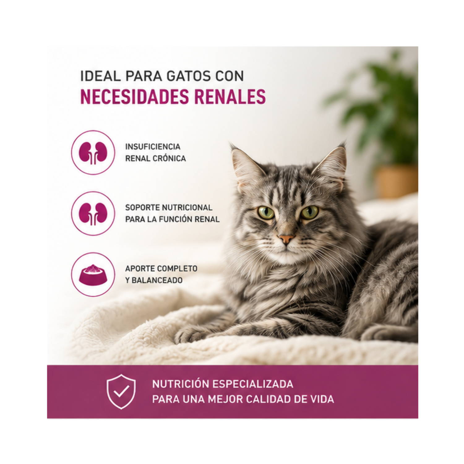 Royal Canin Renal Support Feline Lata 145 Gr | Pack 6 Latas-3