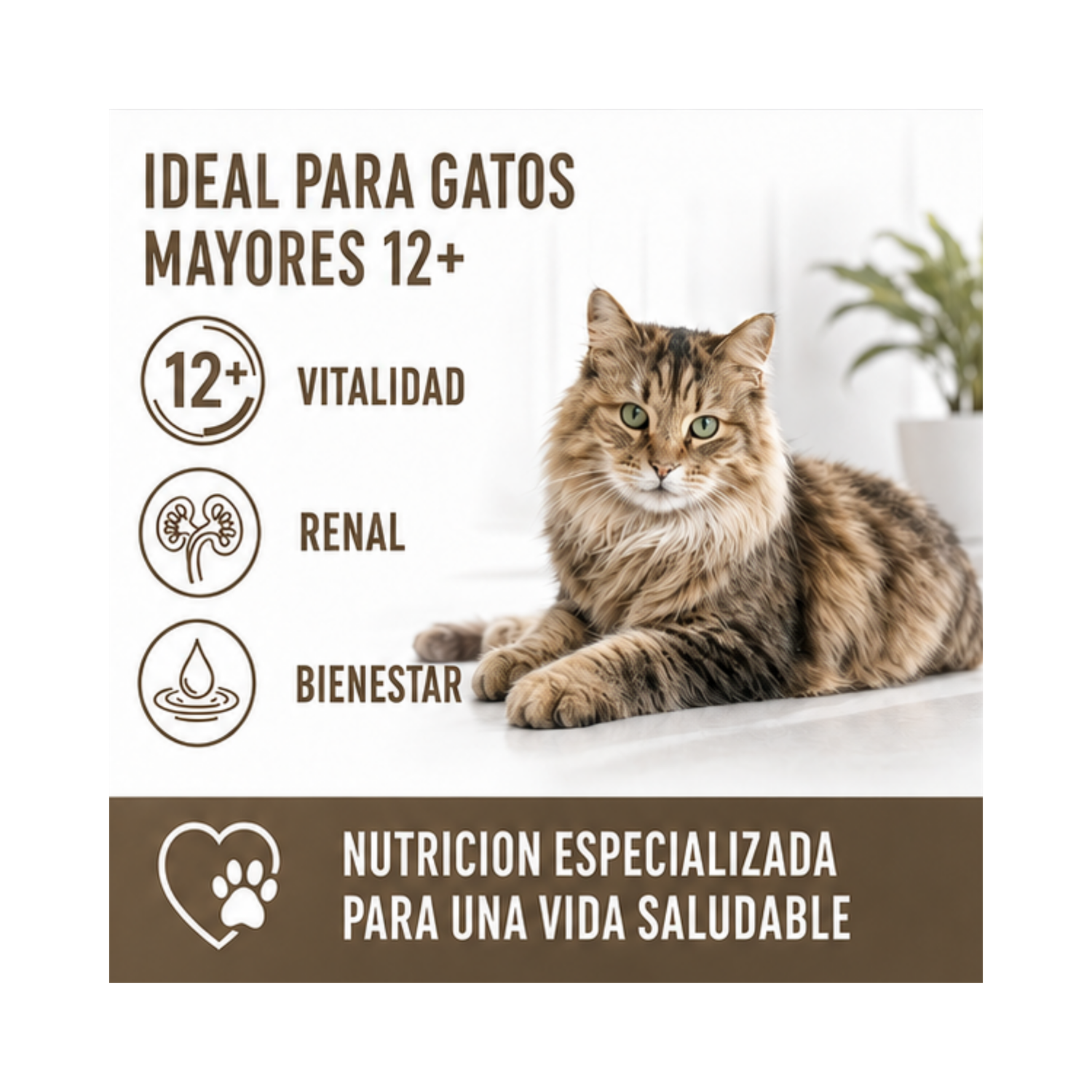 Royal Canin Ageing 12+ Gato Pouch 85g Unidades | Pack 12 Sobres-2