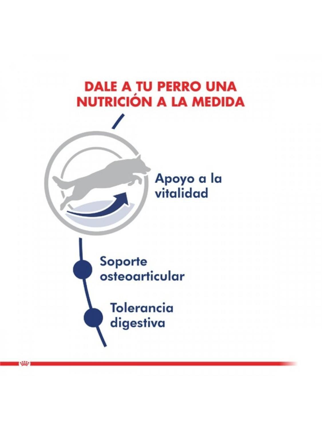 Royal Canin Maxi Ageing 5+ Adulto 12 kg | Perros Grandes-4