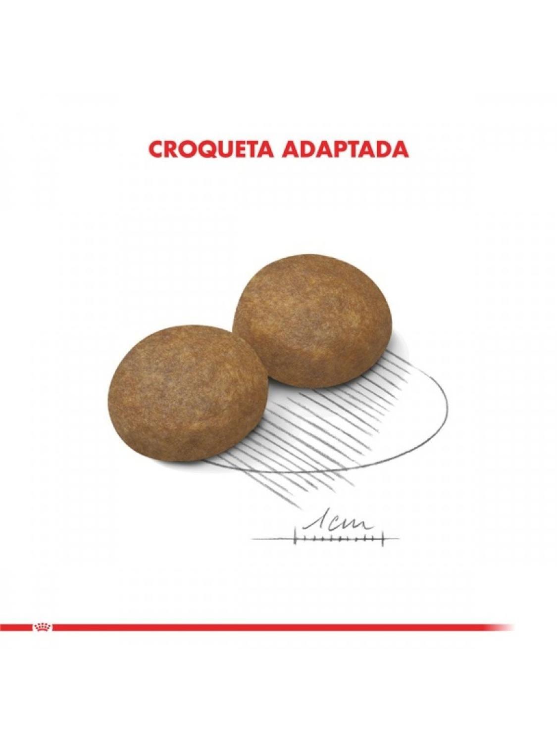 Royal Canin Maxi Ageing 5+ Adulto 12 kg | Perros Grandes-5