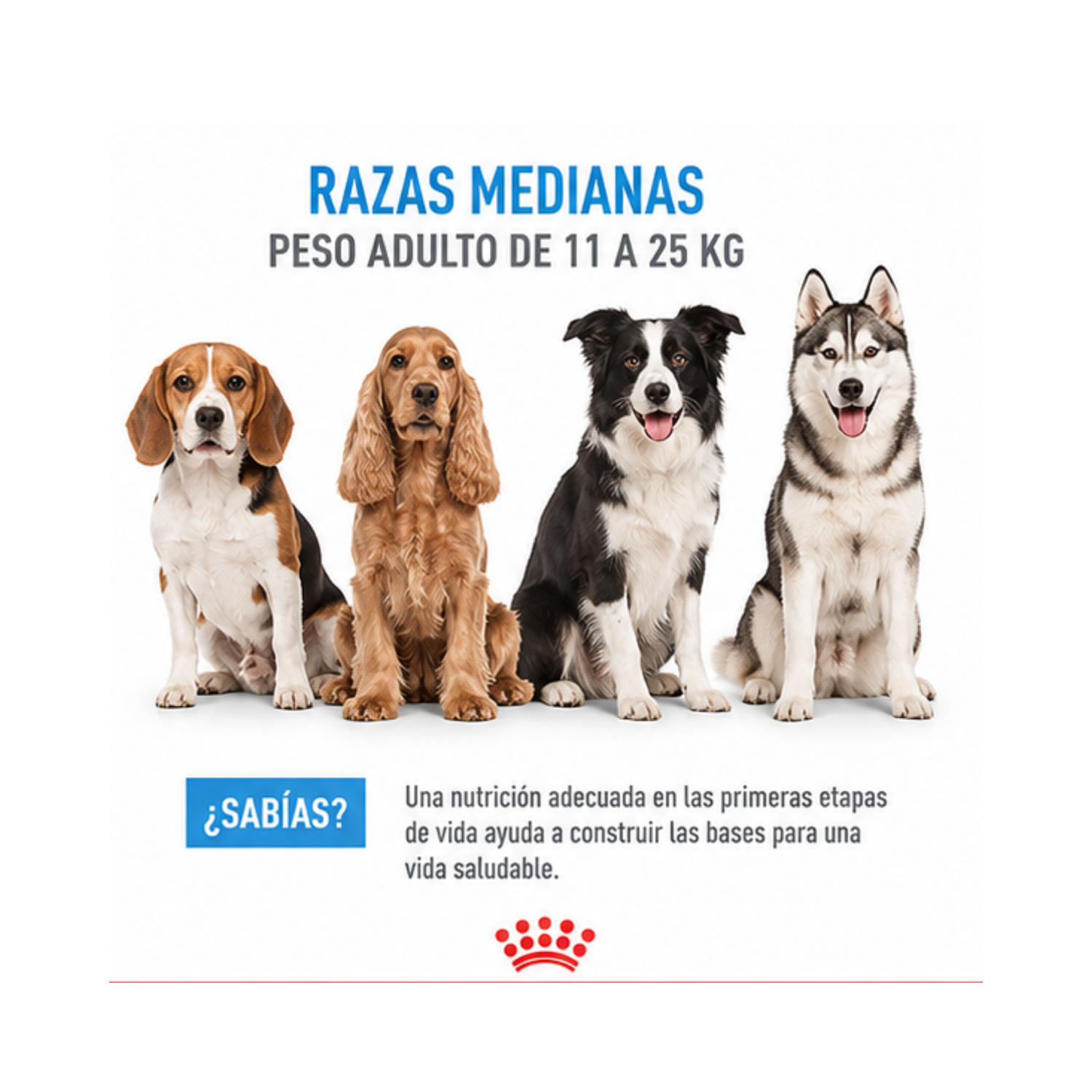 Royal Canin Size Medium Starter 3 kg-3