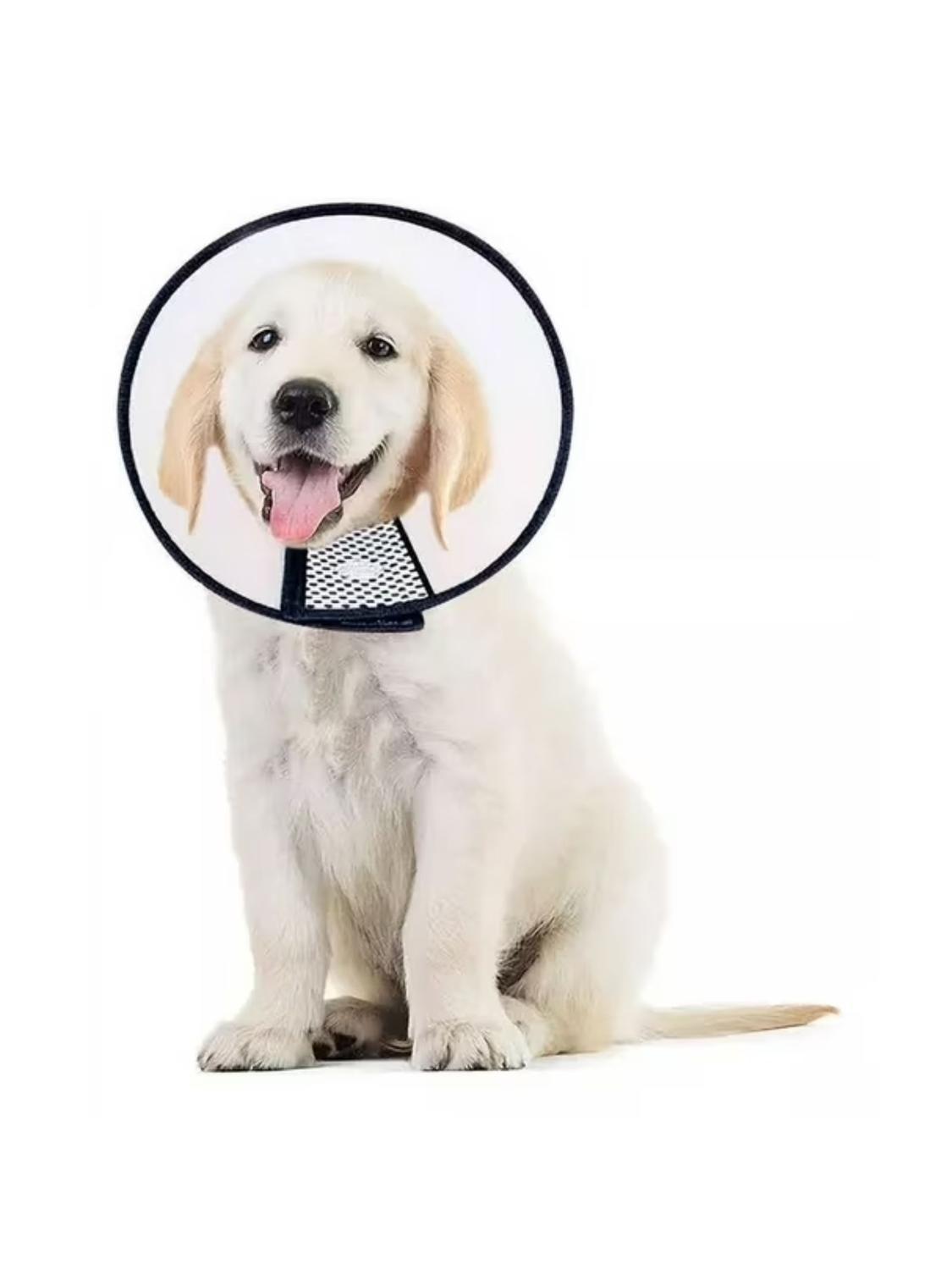 Collar Isabelino Velcro Talla 2+ – 33-37 cm x 18 cm-7