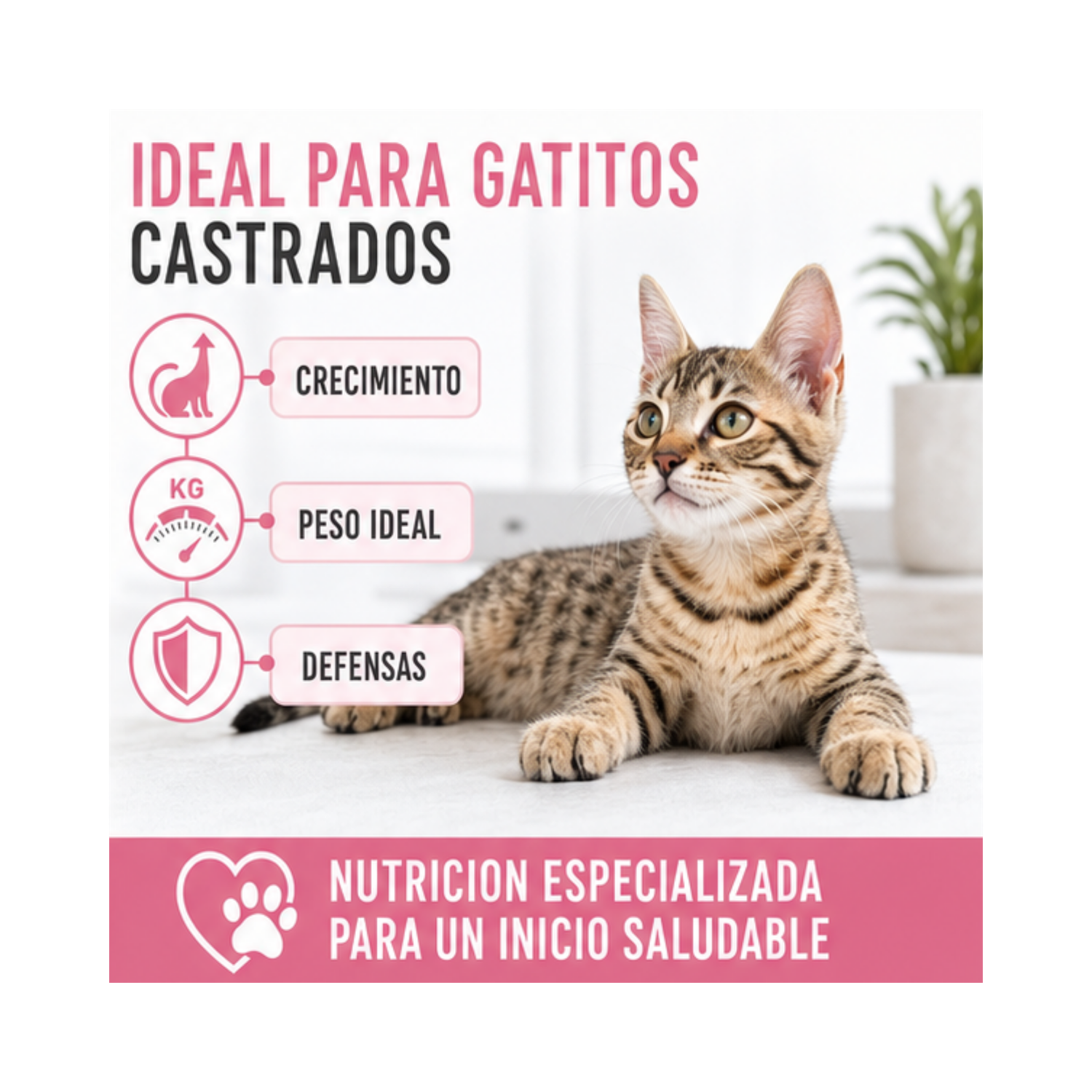 Royal Canin Kitten Sterilised Pouch 85g Gatos | Pack 12 Sobres-4