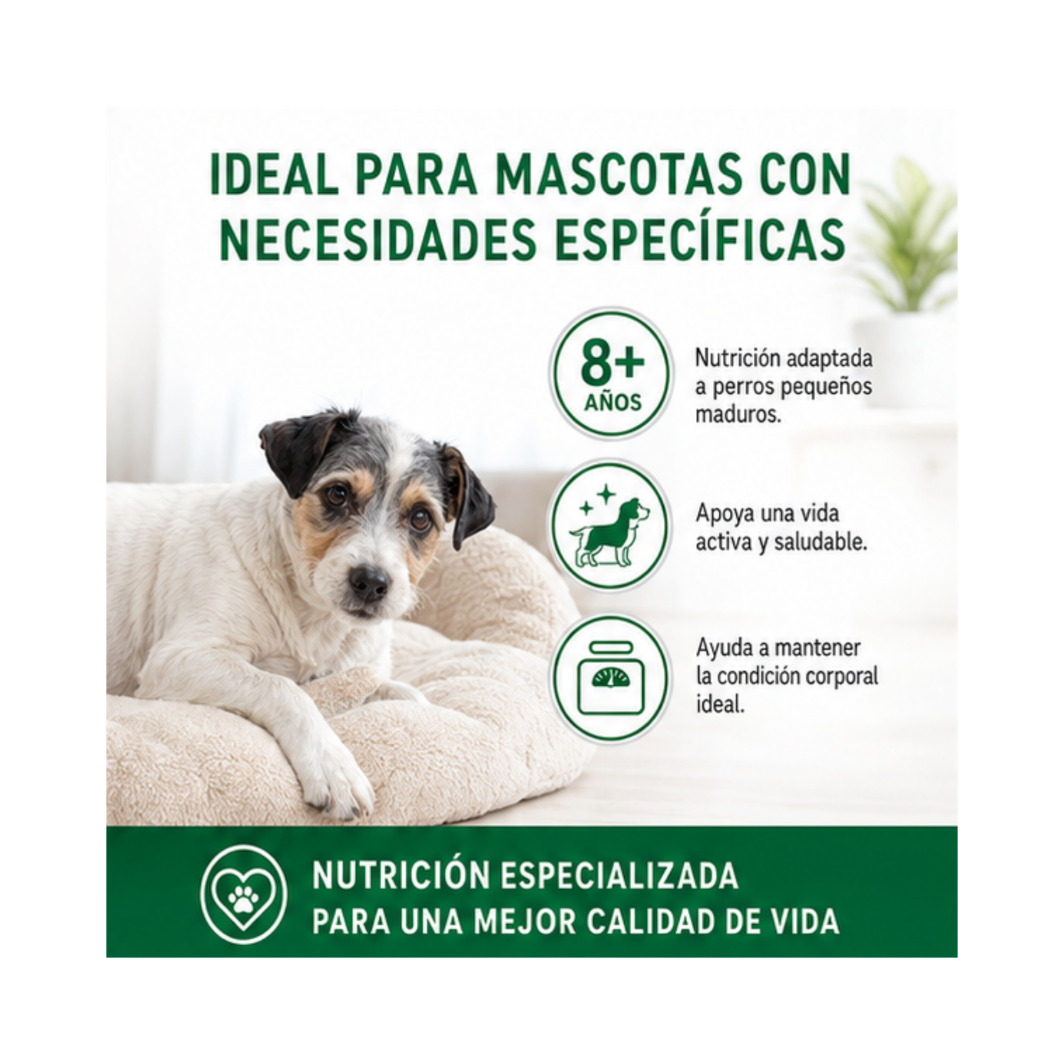Royal Canin Mini Adulto 8+ Saco 1 Kilo-3