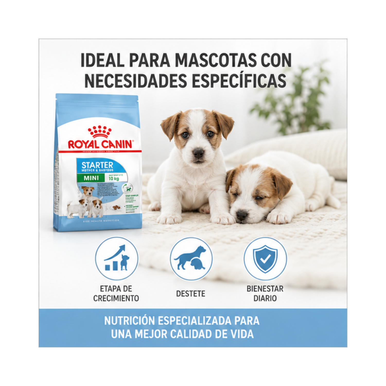 Royal Canin Perro Mini Starter 3kg-4