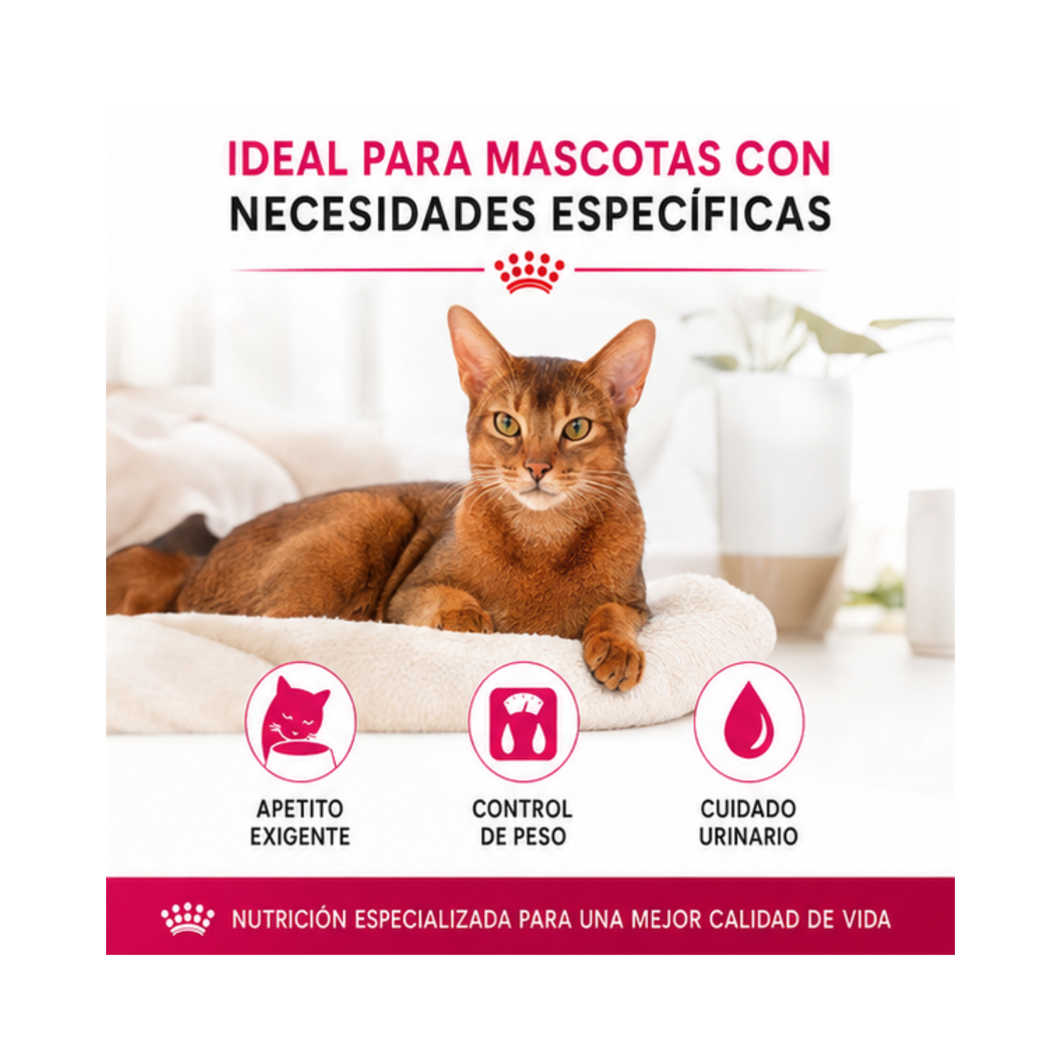 Royal Canin Para Gato Adulto Exigent 1.5 kg-3