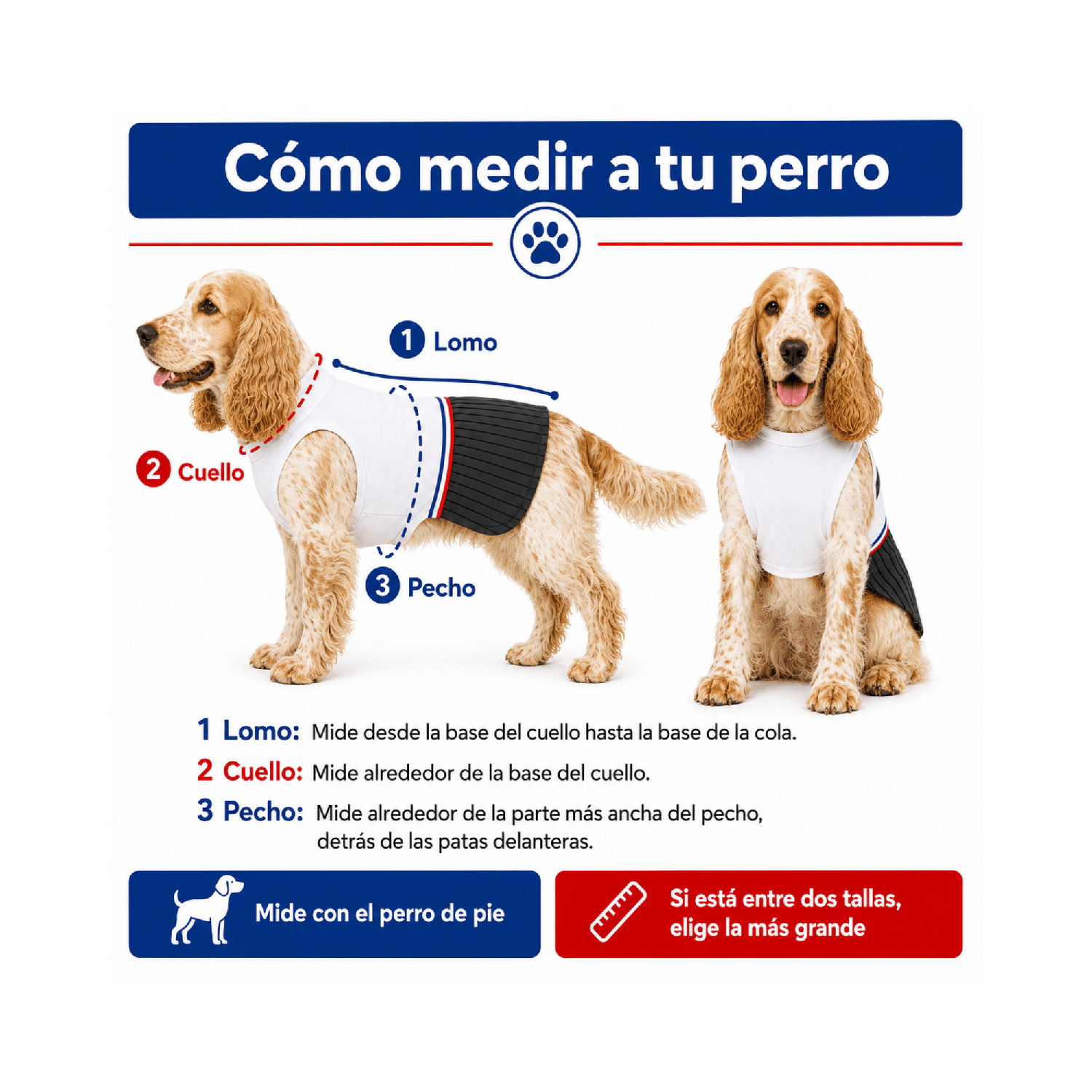 Traje de Huaso Chileno para Perro Talla XL-4