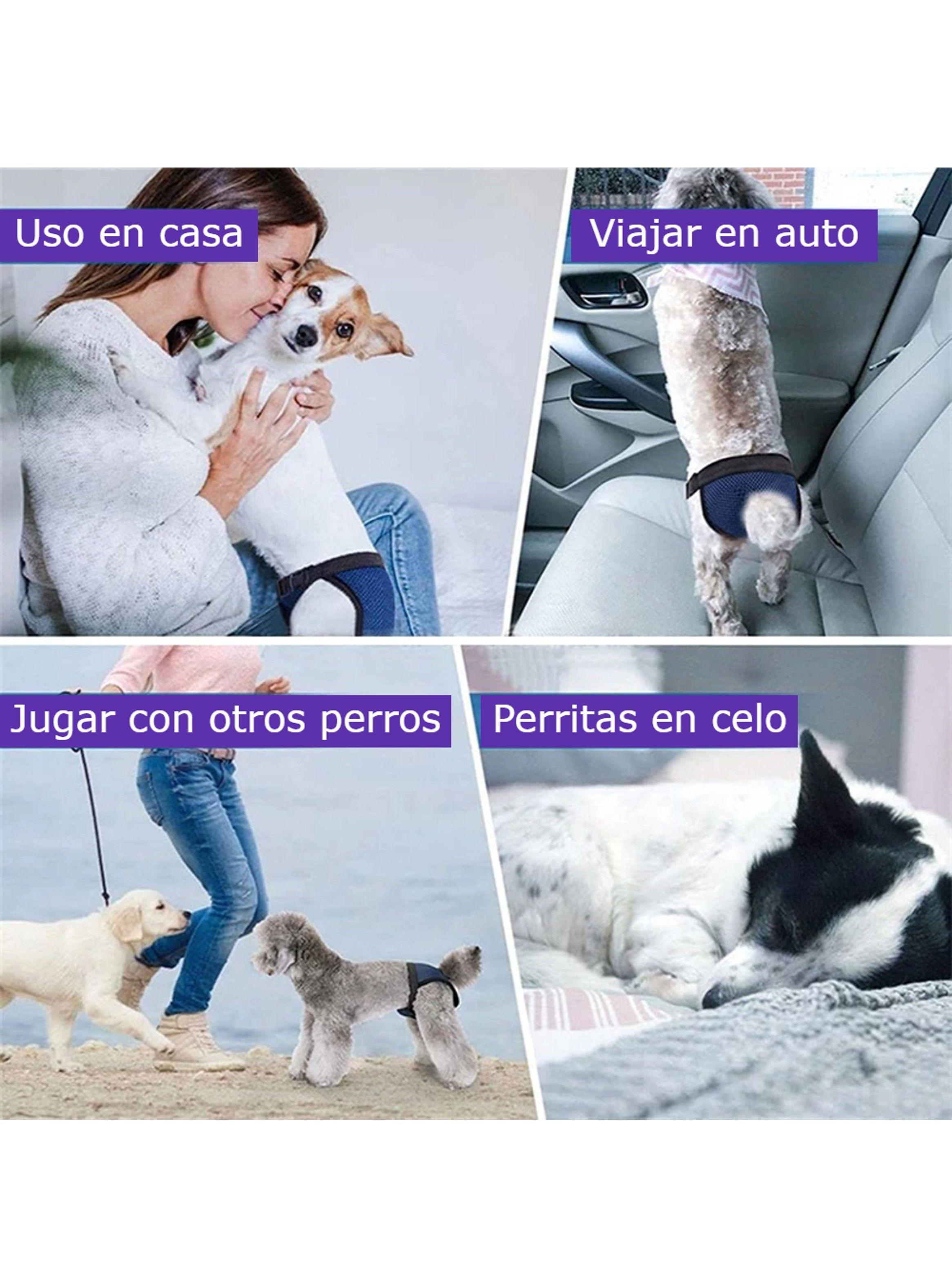 Calzones Para Celo Perritas Perras Sanitarios Transpirables-4