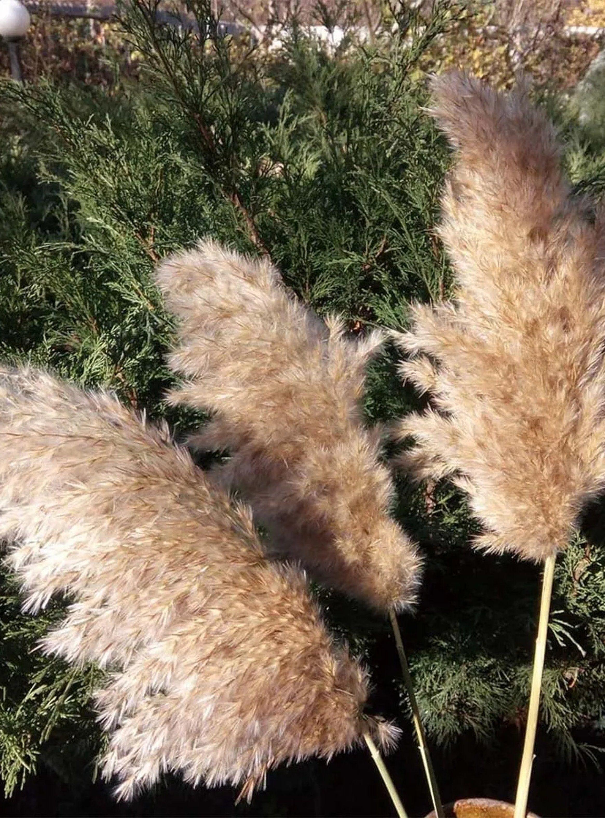 Ramas Decorativas de Pampas Naturales Beige 45cm-3