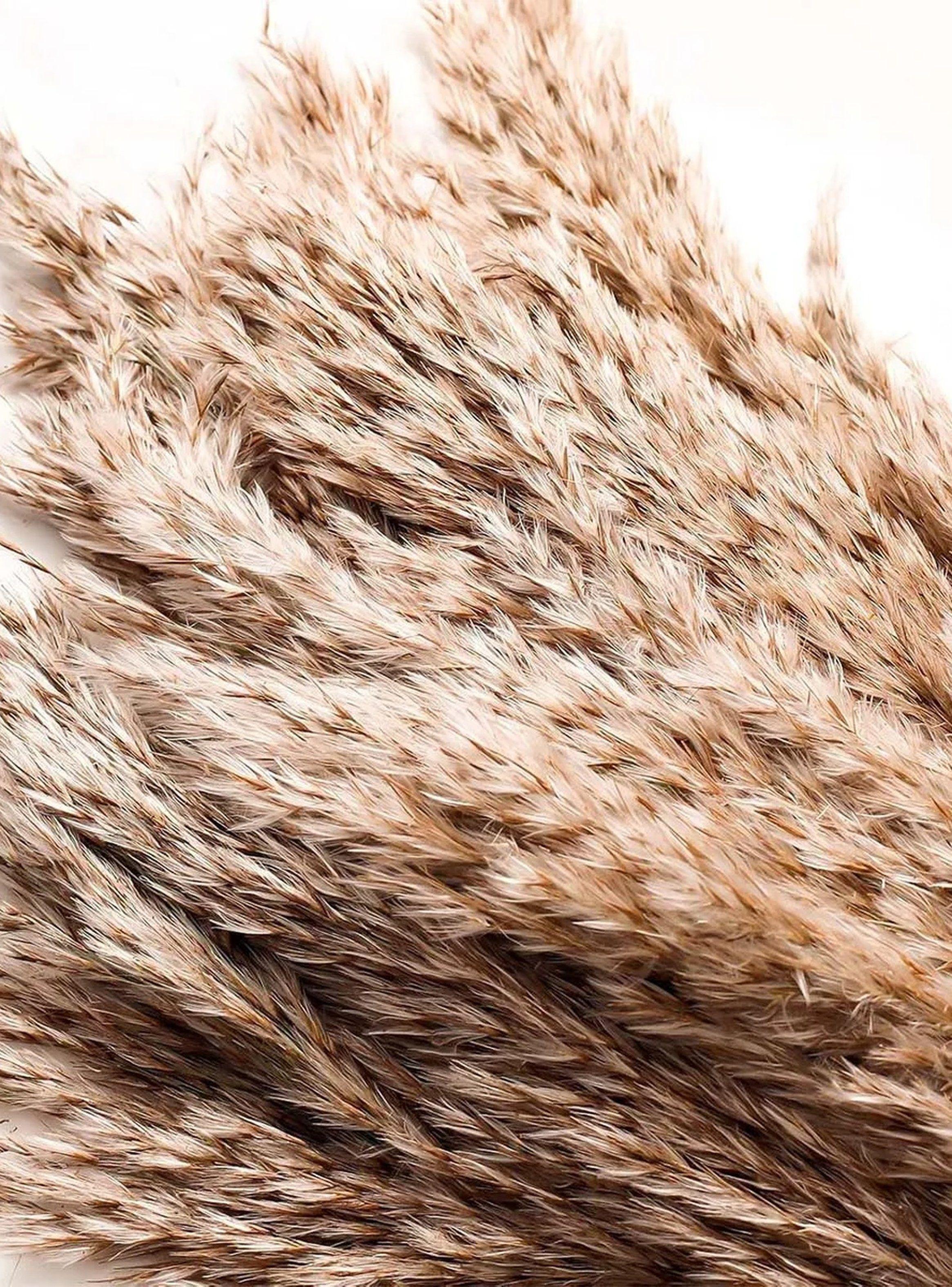 Ramas Decorativas de Pampas Naturales Beige 45cm-8