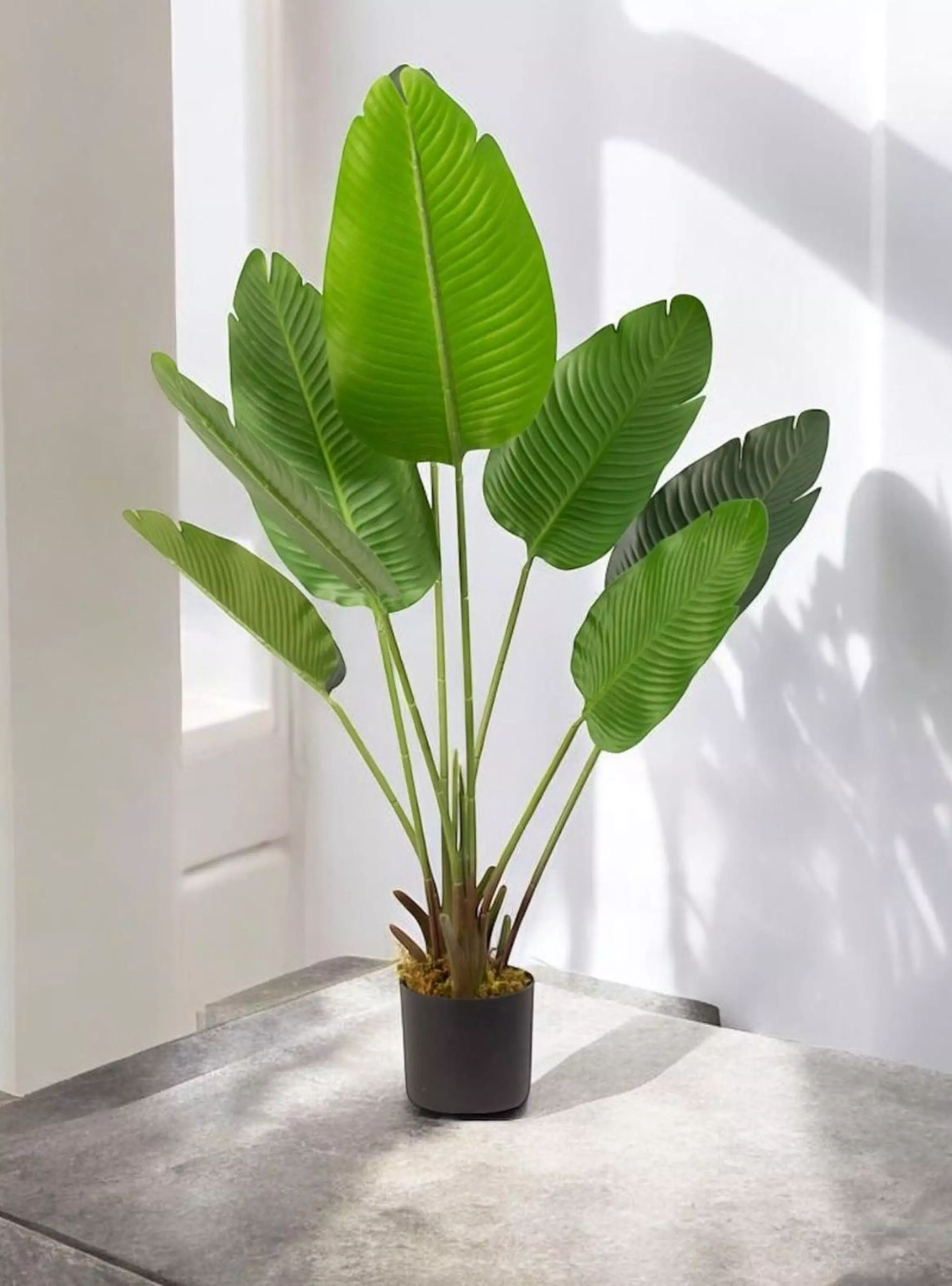 Planta Decorativa Ave Del Paraiso 120 Cm Verde-2