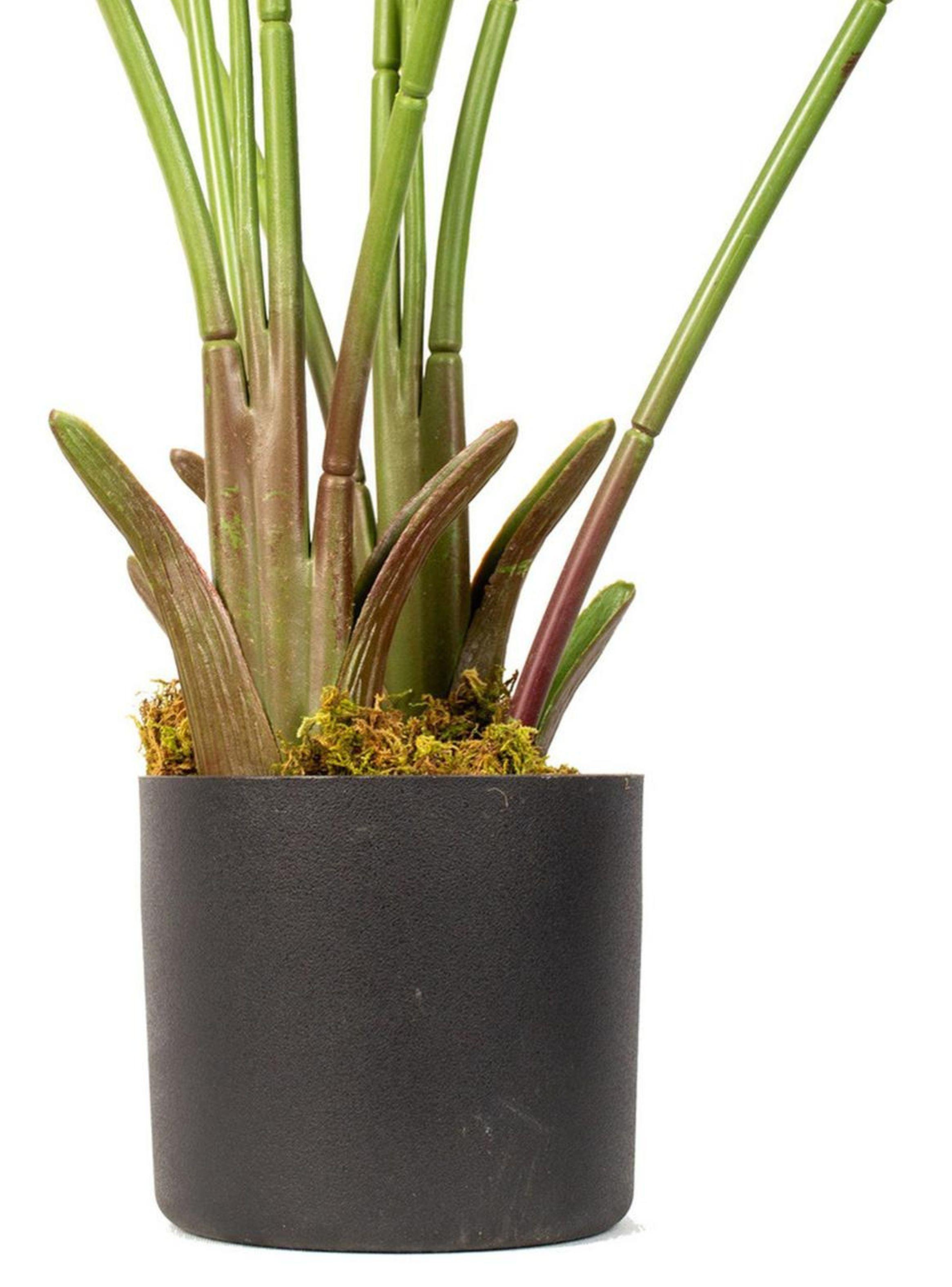 Planta Decorativa Ave Del Paraiso 120 Cm Verde-4