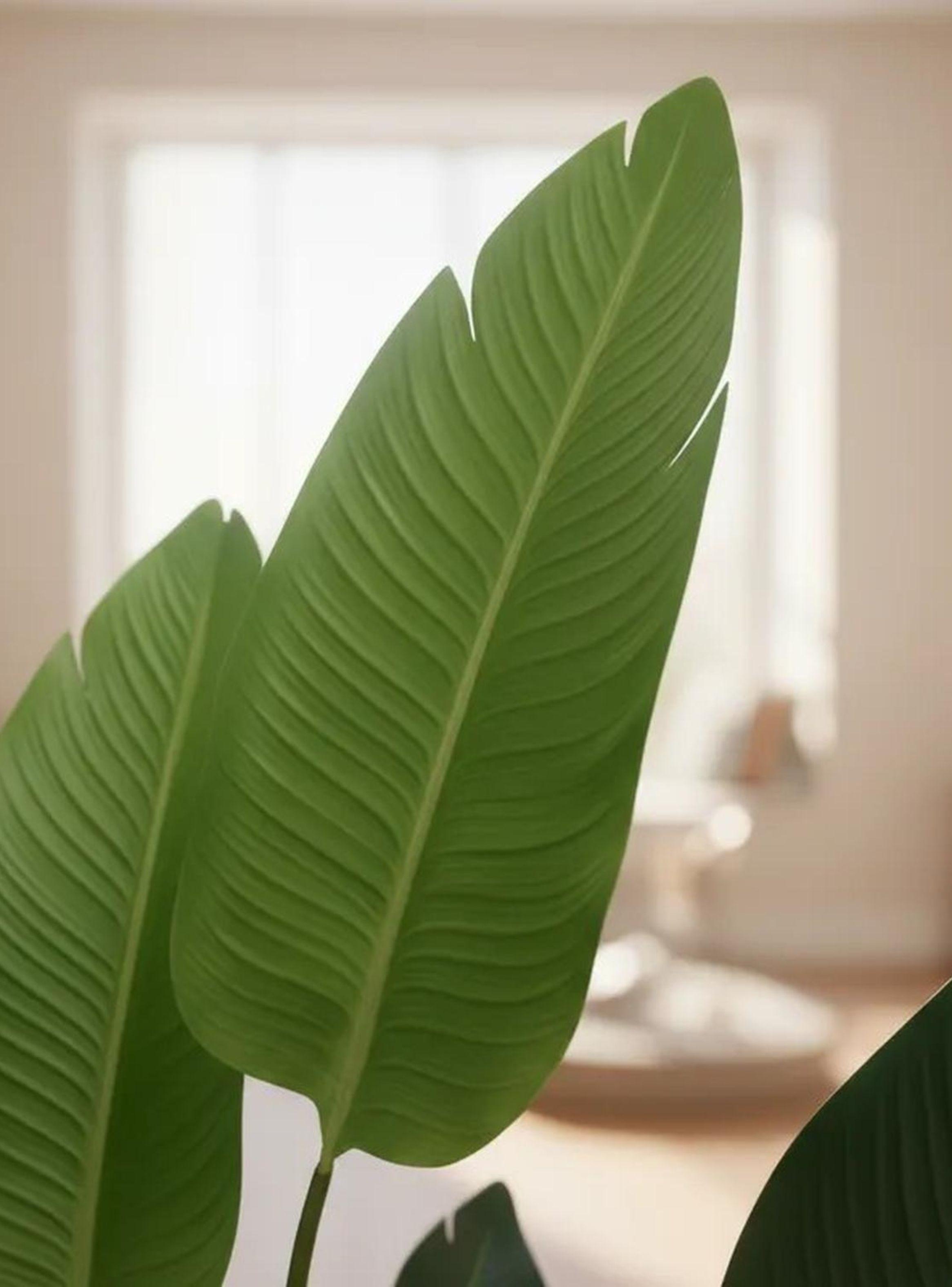 Planta Decorativa Ave Del Paraiso 120 Cm Verde-5