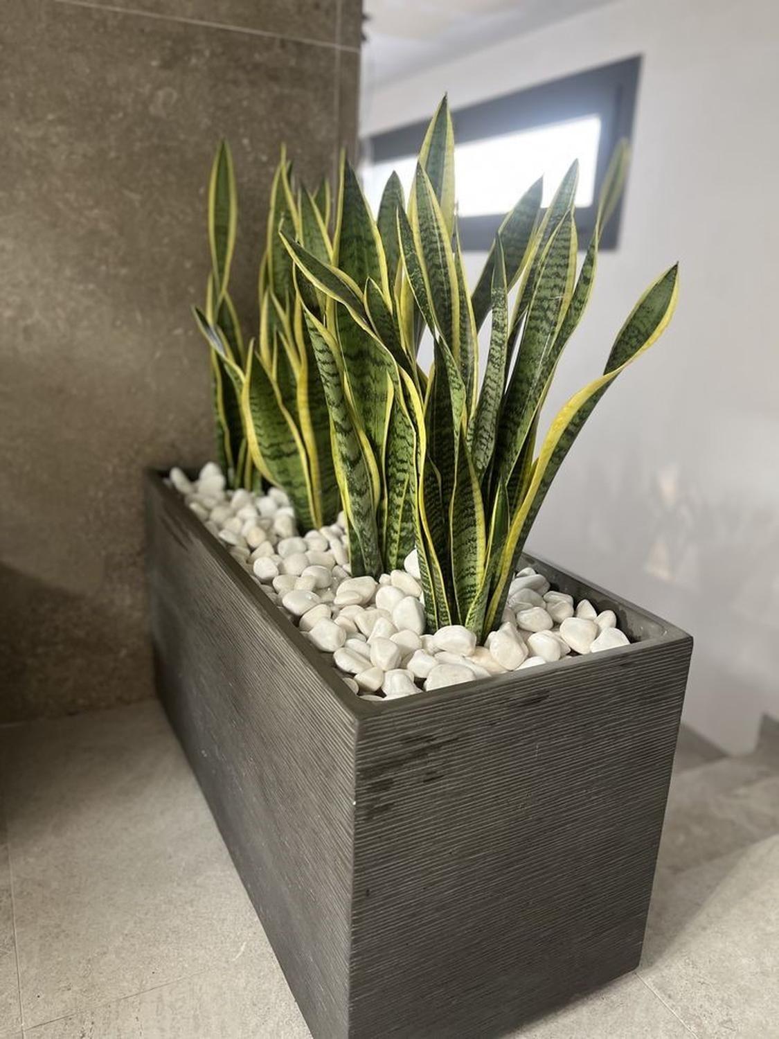 Planta Artificial Lengua De Suegra Sansevieria 60 Cm/18 Hjs Verde Claro-4