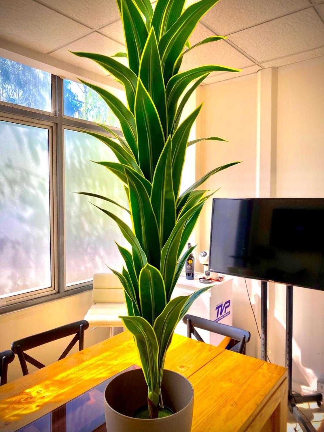 Planta Artificial Drácena 160cm Hojas Realistas Interior-4