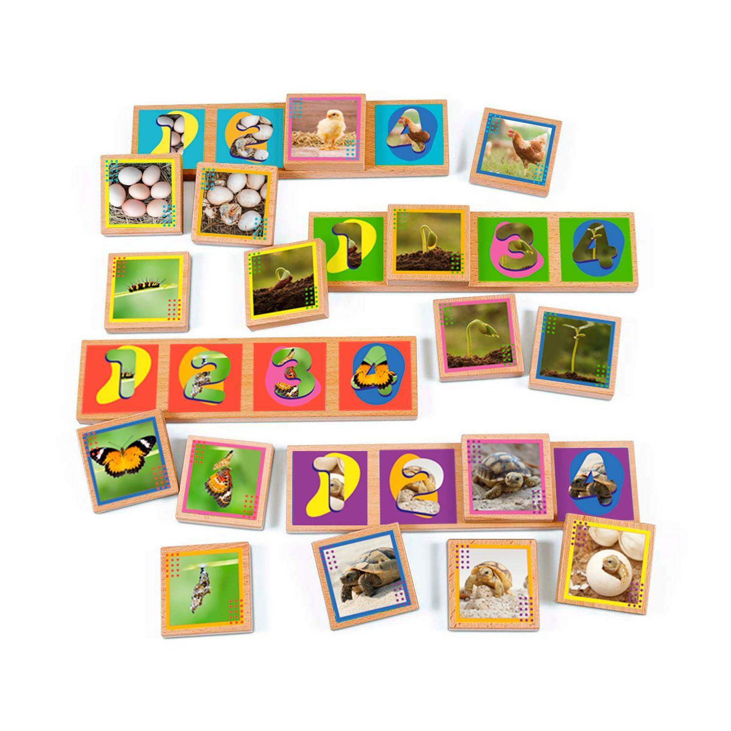 Secuencias De Los Ciclos De Vida 20 Pza Juego Didáctico -2