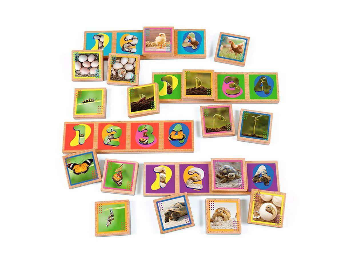 Secuencias De Los Ciclos De Vida 20 Pza Juego Didáctico -1