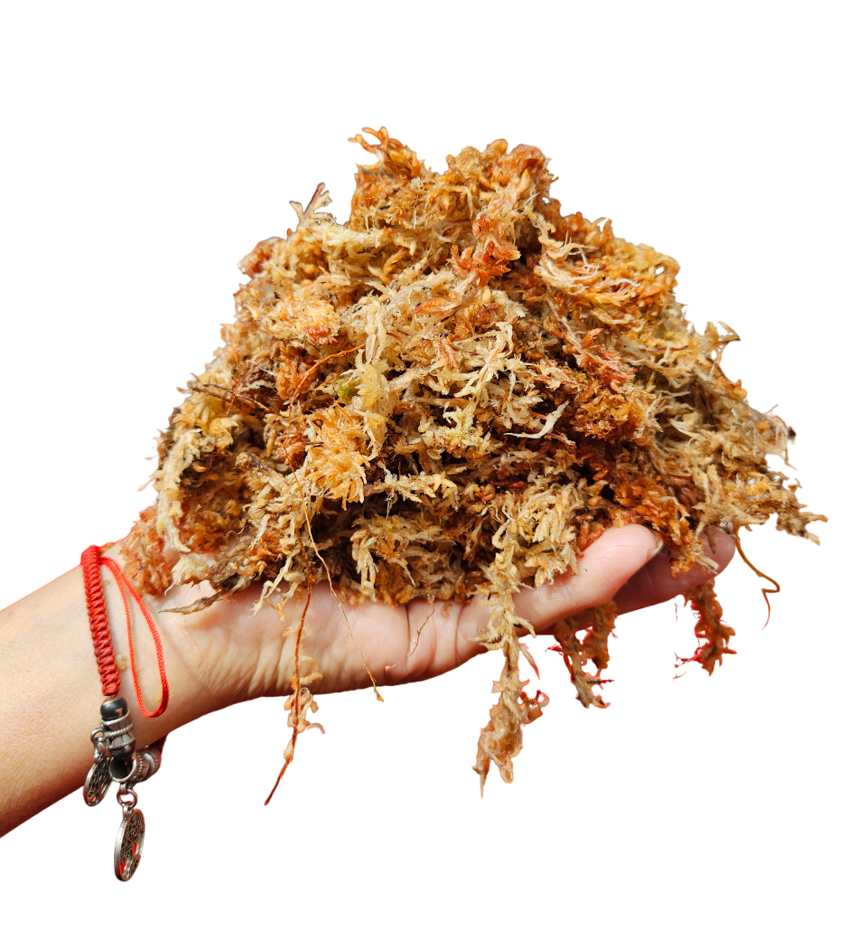 Musgo Sphagnum 6 Litros Hidratado y Expandido-0