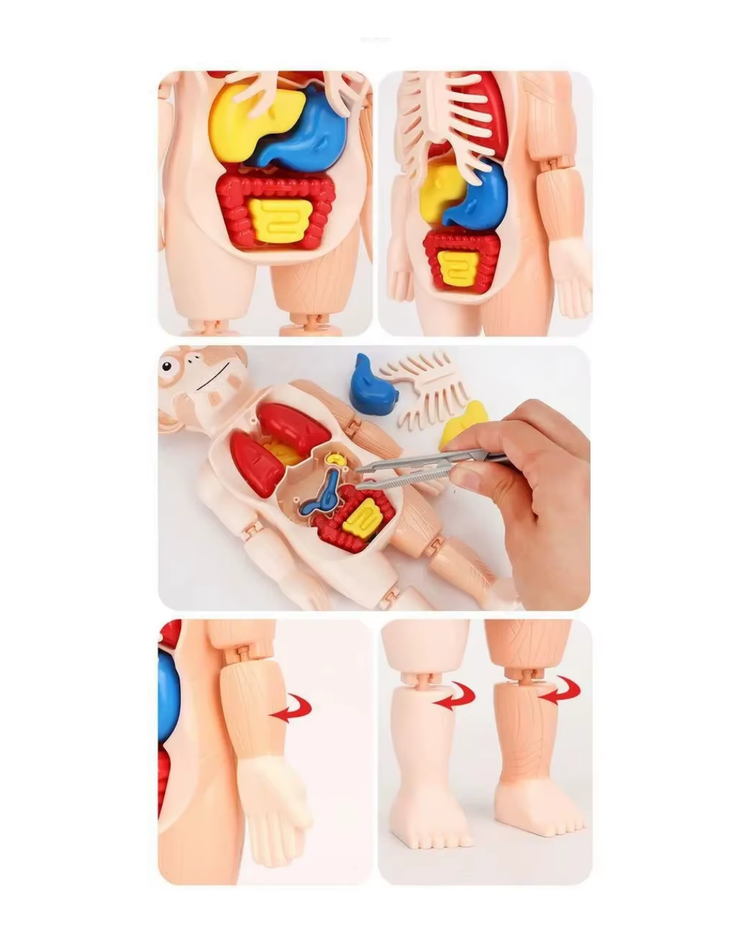 MODELO EDUCATIVO DE CUERPO HUMANO CIENTIFICO-2