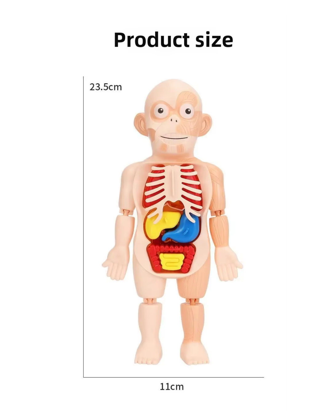 MODELO EDUCATIVO DE CUERPO HUMANO CIENTIFICO-3