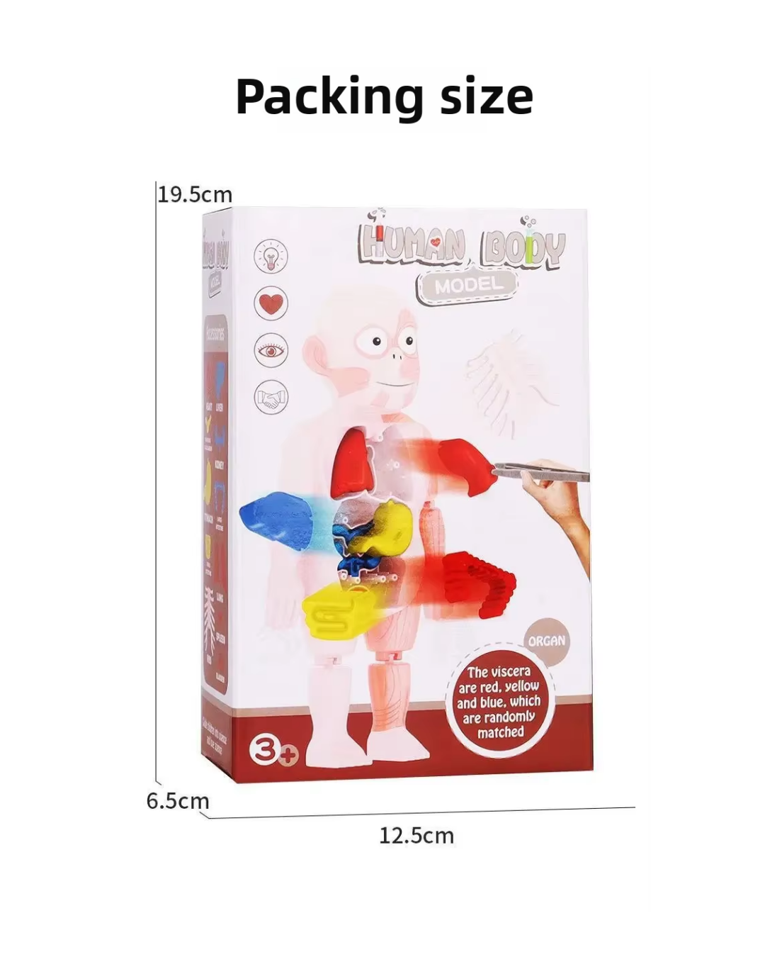 MODELO EDUCATIVO DE CUERPO HUMANO CIENTIFICO-4