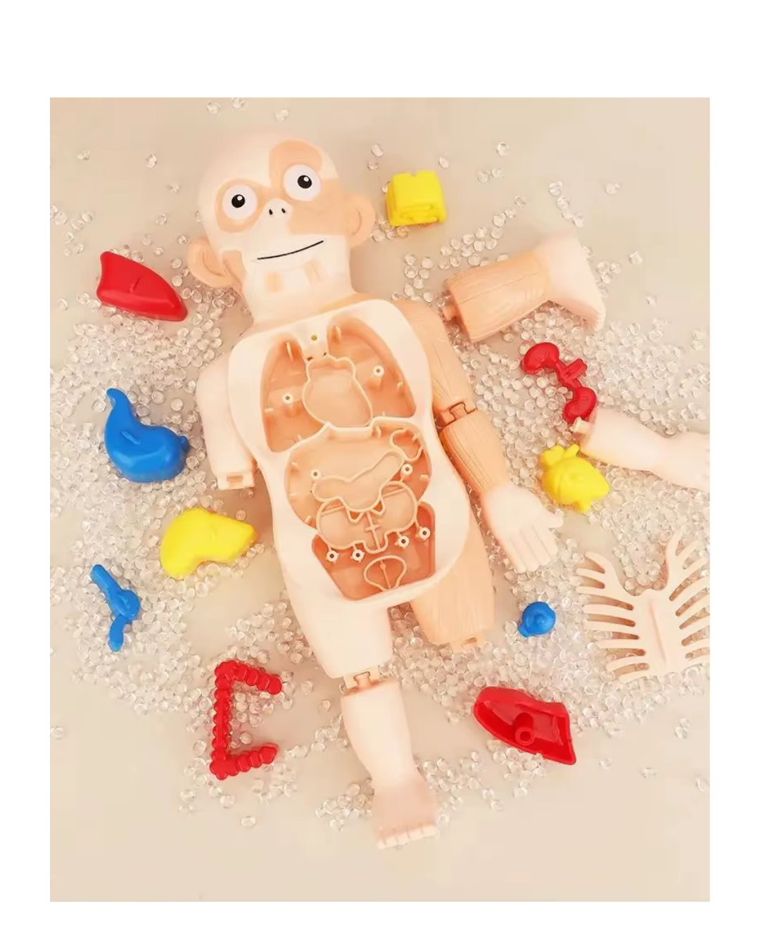 MODELO EDUCATIVO DE CUERPO HUMANO CIENTIFICO-5