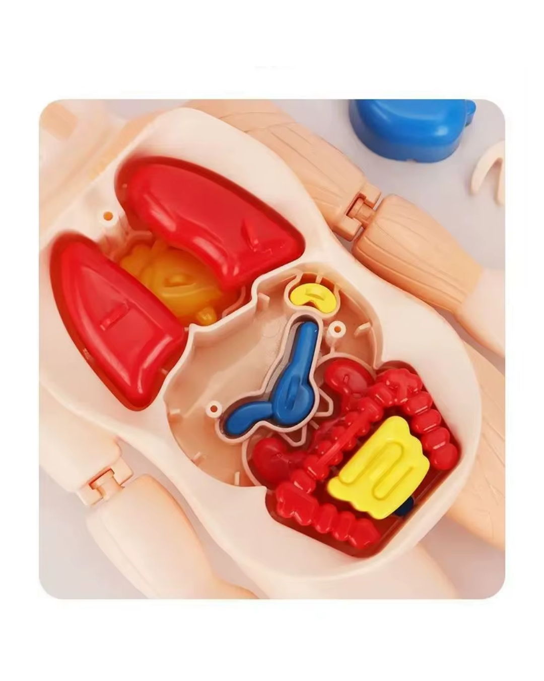 MODELO EDUCATIVO DE CUERPO HUMANO CIENTIFICO-6