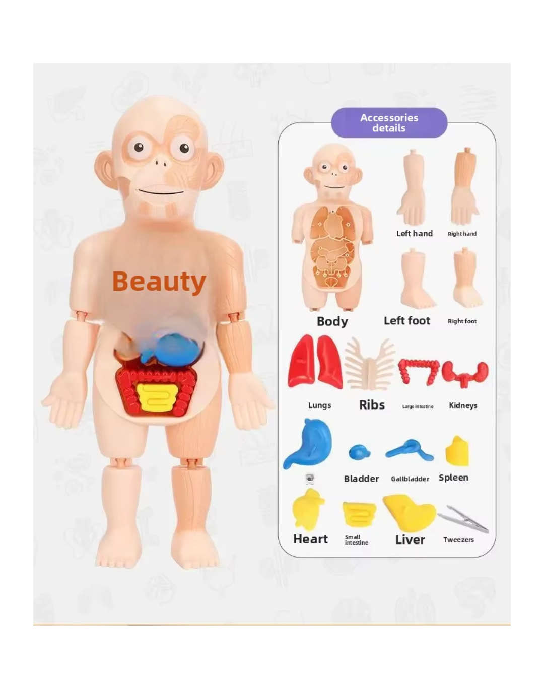 MODELO EDUCATIVO DE CUERPO HUMANO CIENTIFICO Y ENCAJE-2