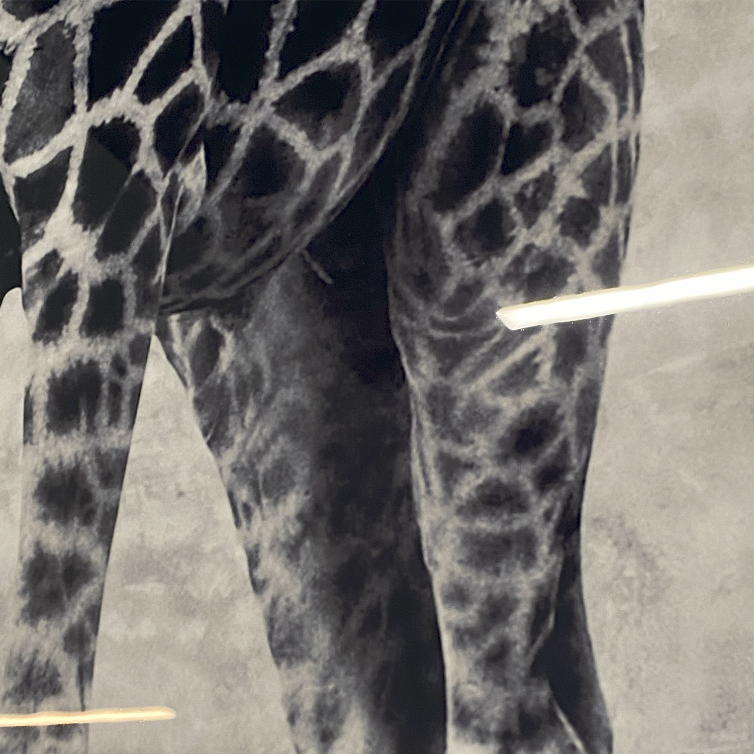 Cuadro Decorativo Jirafa-5