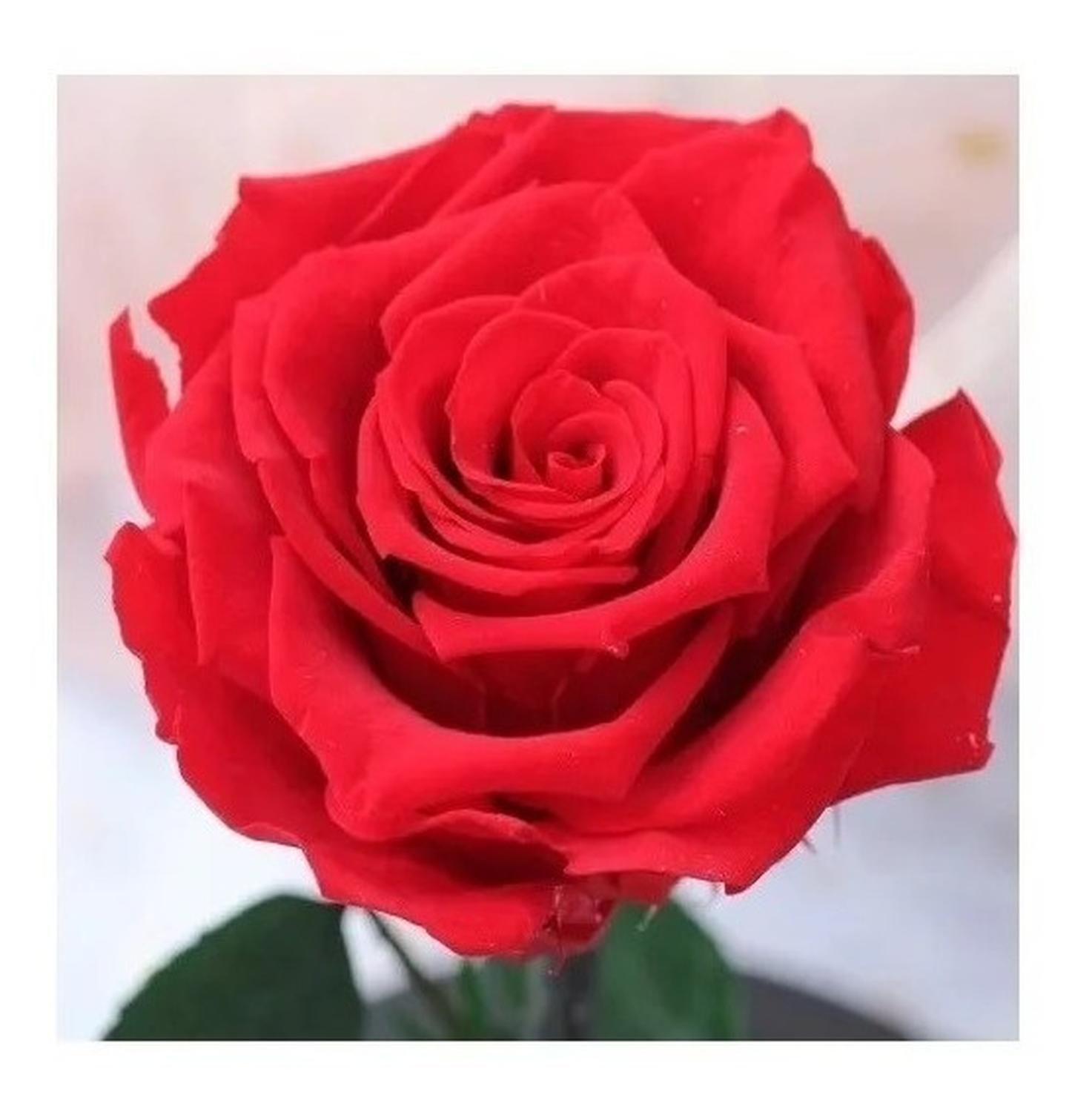 2 Rosas Eternas Rosa Eterna Rosa Preservada Led San Valentin Pack X2 Rosa Eterna Roja De Madera-7