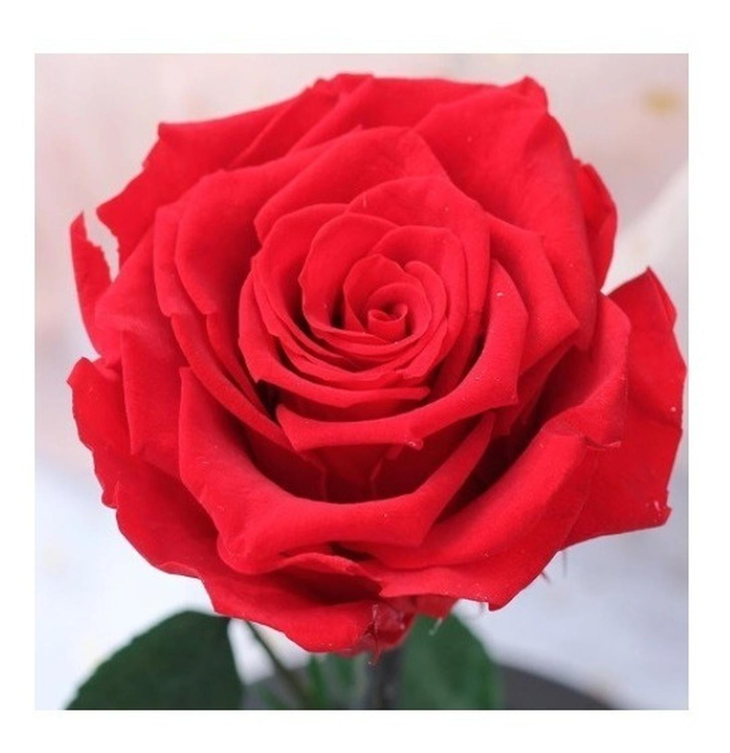 Rosa Eterna Rosas Eternas Rosa Preservada Led San Valentin Rojo Rosa Roja De Madera- Led-4