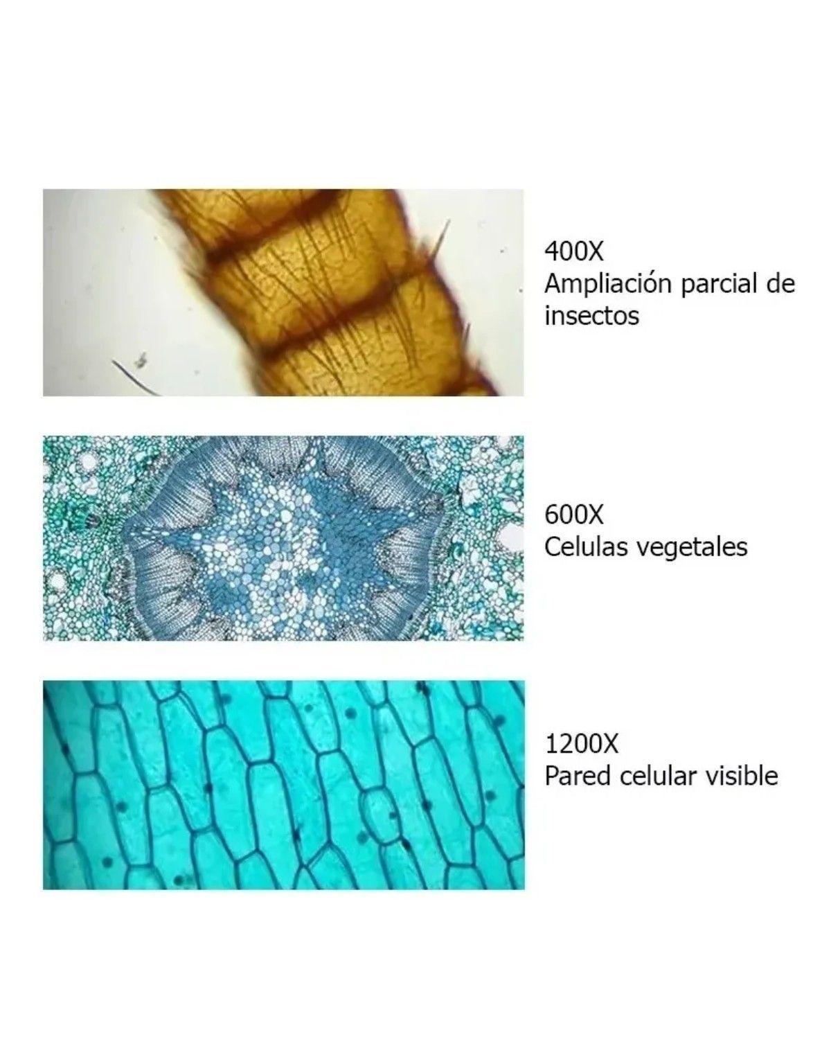 Kit De Ciencia Para Niños Microscopio Juguete Educativo-3