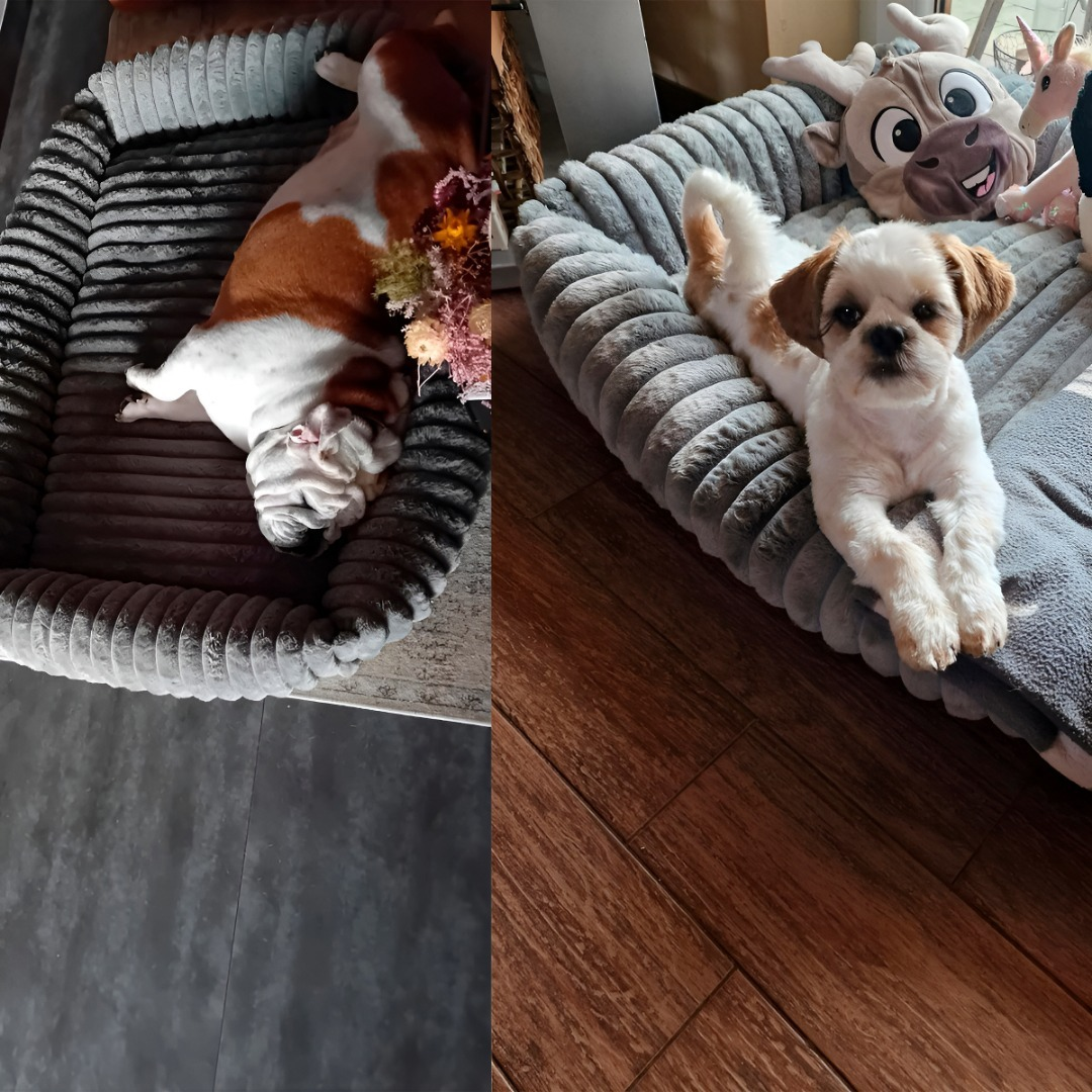 Cama Perro Lavable Antideslizante Y Tela Polar Talla M-7