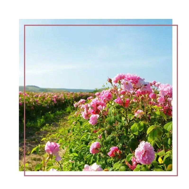 Difusor de Perfume 100 ml Rosa-2