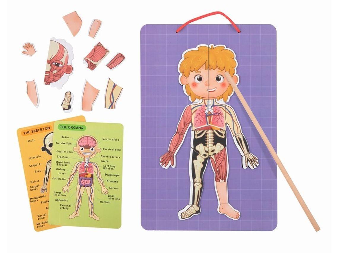 Pizarra Magnética Cuerpo Humano-2