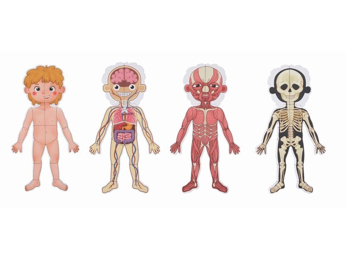 Pizarra Magnética Cuerpo Humano-3
