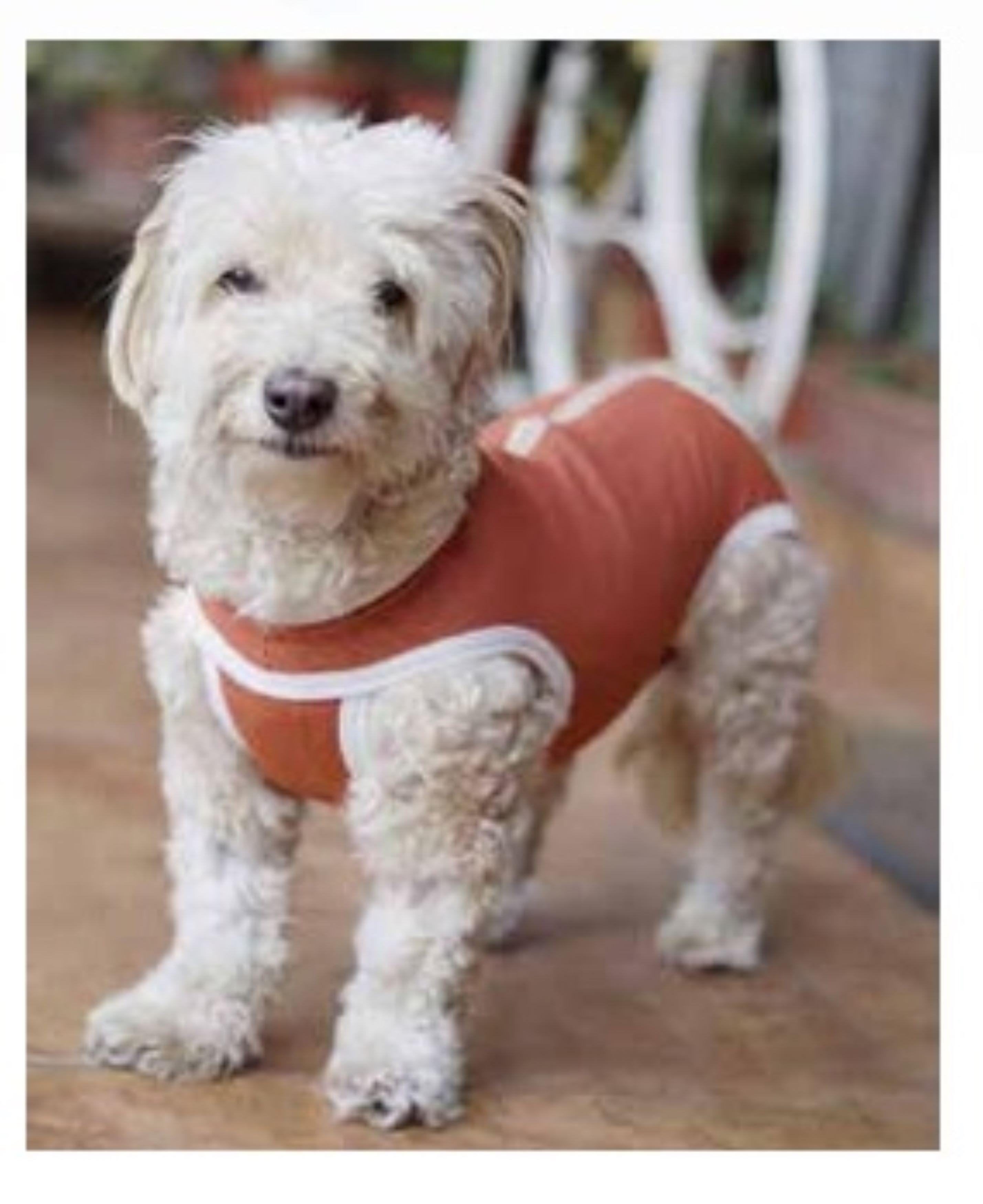 Body Cobre Kimba Castración Perros Machos T8, T9, T10-2